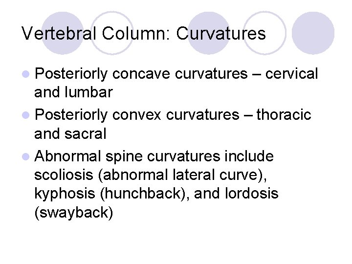 Vertebral Column: Curvatures l Posteriorly concave curvatures – cervical and lumbar l Posteriorly convex