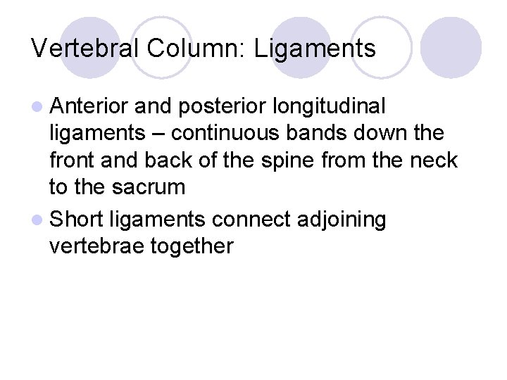 Vertebral Column: Ligaments l Anterior and posterior longitudinal ligaments – continuous bands down the
