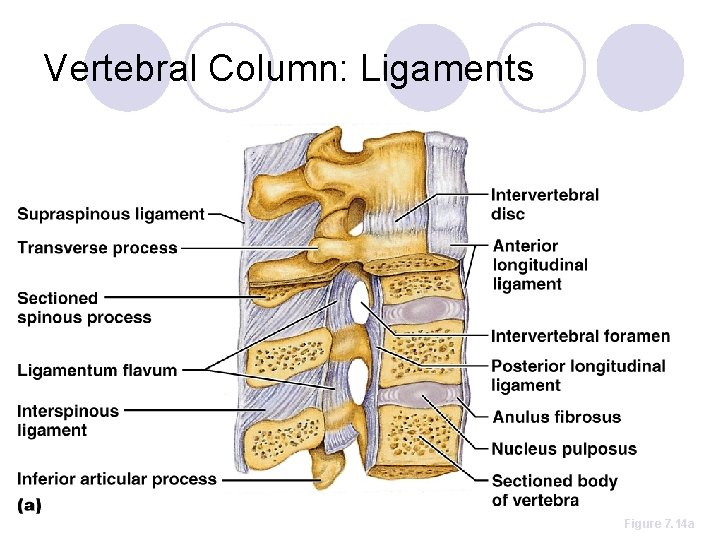 Vertebral Column: Ligaments Figure 7. 14 a 