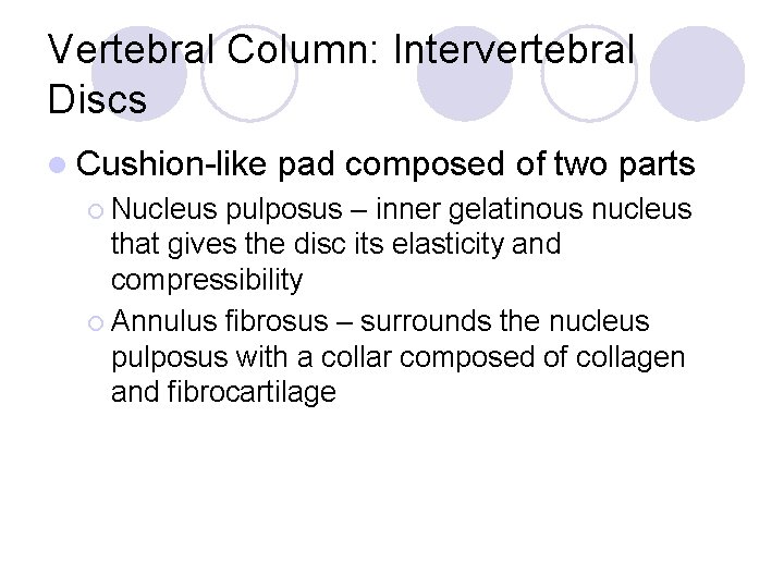 Vertebral Column: Intervertebral Discs l Cushion-like ¡ Nucleus pad composed of two parts pulposus