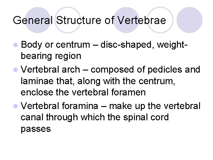 General Structure of Vertebrae l Body or centrum – disc-shaped, weightbearing region l Vertebral