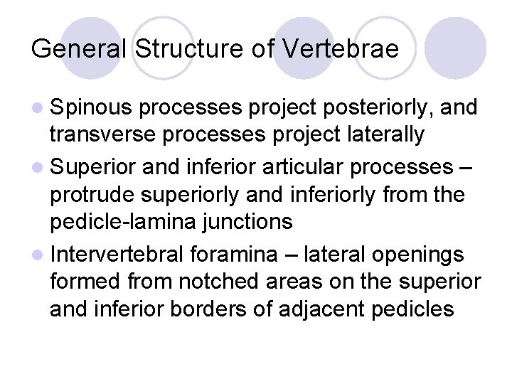 General Structure of Vertebrae l Spinous processes project posteriorly, and transverse processes project laterally