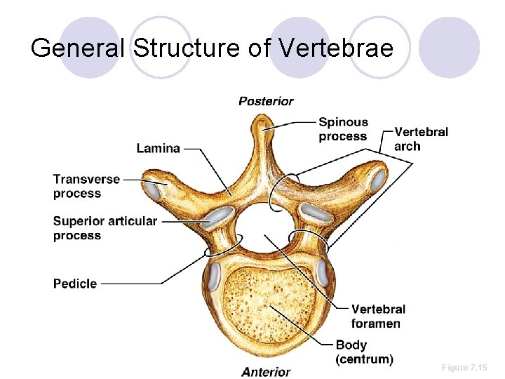 General Structure of Vertebrae Figure 7. 15 