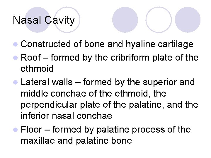Nasal Cavity l Constructed of bone and hyaline cartilage l Roof – formed by