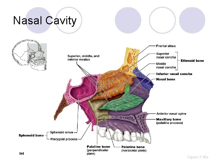 Nasal Cavity Figure 7. 10 a 