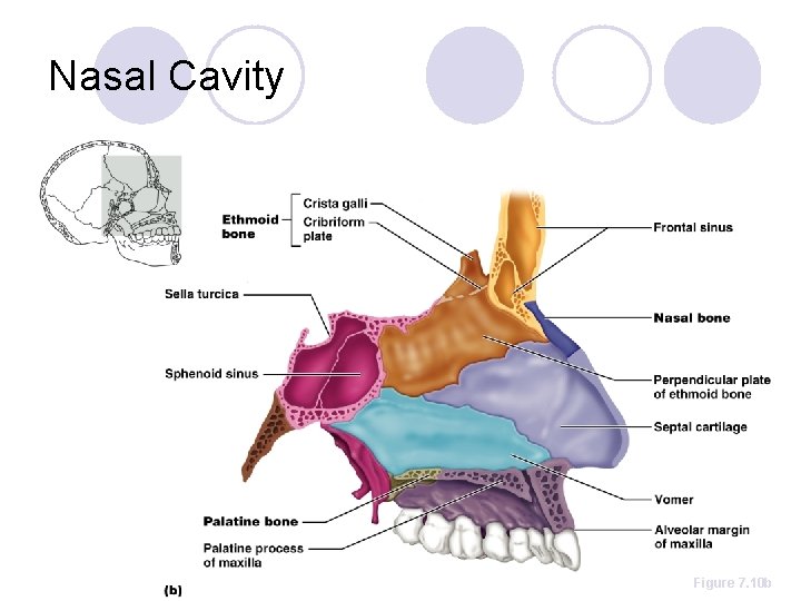 Nasal Cavity Figure 7. 10 b 