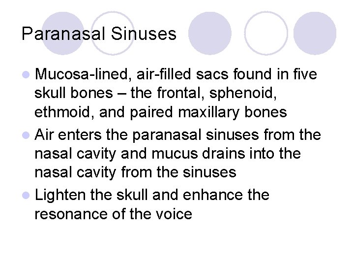 Paranasal Sinuses l Mucosa-lined, air-filled sacs found in five skull bones – the frontal,