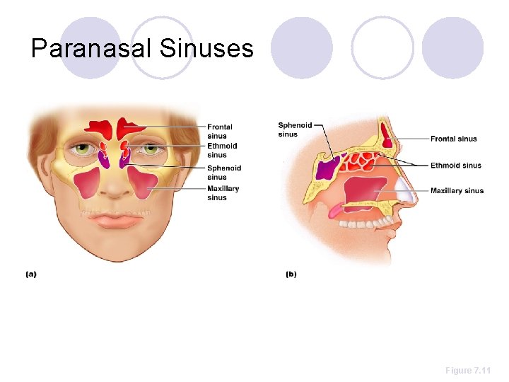 Paranasal Sinuses Figure 7. 11 