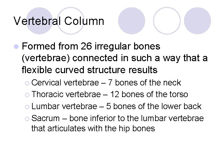 Vertebral Column l Formed from 26 irregular bones (vertebrae) connected in such a way