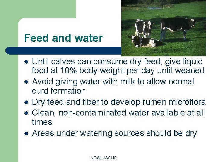 Feed and water l l l Until calves can consume dry feed, give liquid