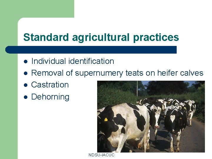 Standard agricultural practices l l Individual identification Removal of supernumery teats on heifer calves