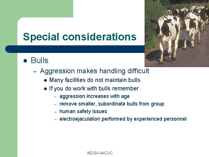 Special considerations l Bulls – Aggression makes handling difficult l l Many facilities do