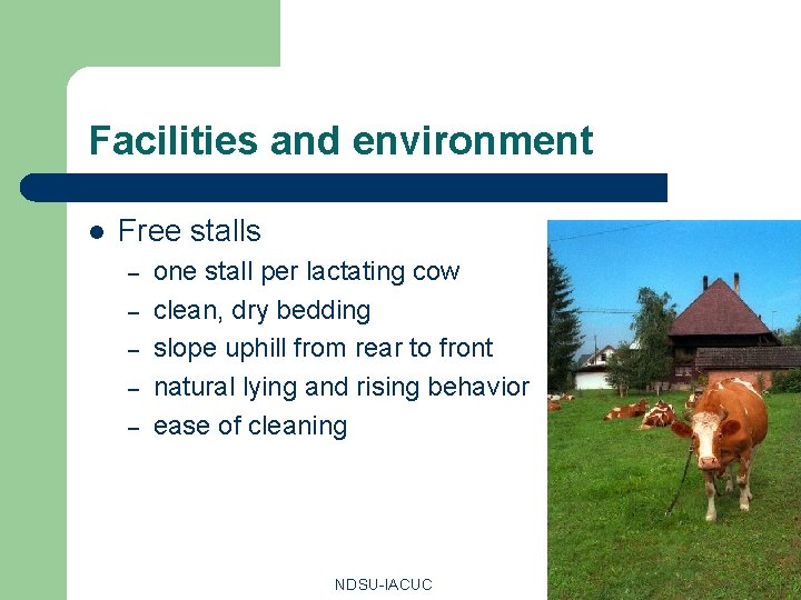 Facilities and environment l Free stalls – – – one stall per lactating cow