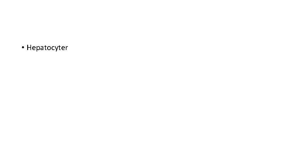  • Hepatocyter 