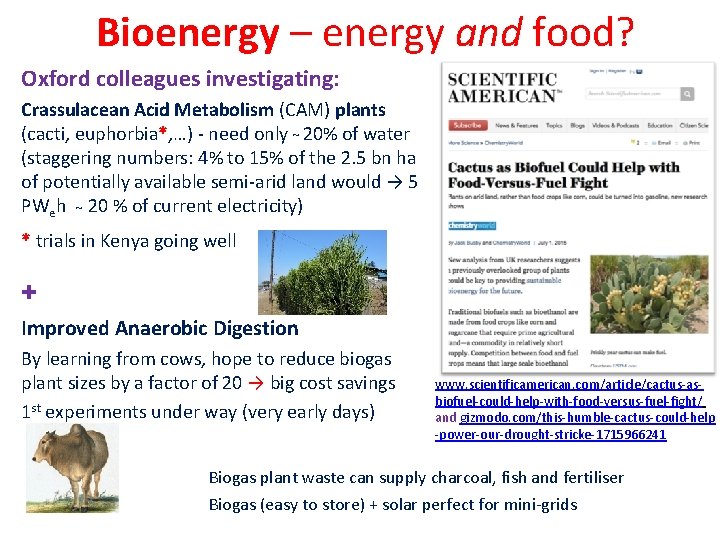 Bioenergy – energy and food? Oxford colleagues investigating: Crassulacean Acid Metabolism (CAM) plants (cacti,