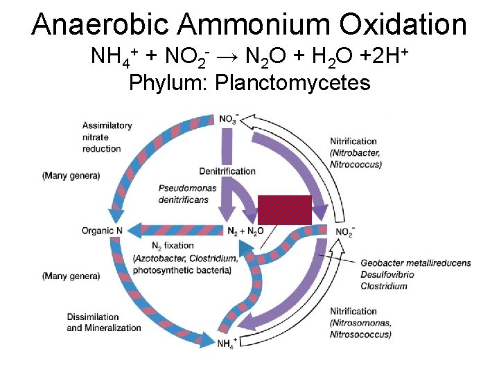 Anaerobic Ammonium Oxidation NH 4+ + NO 2 - → N 2 O +
