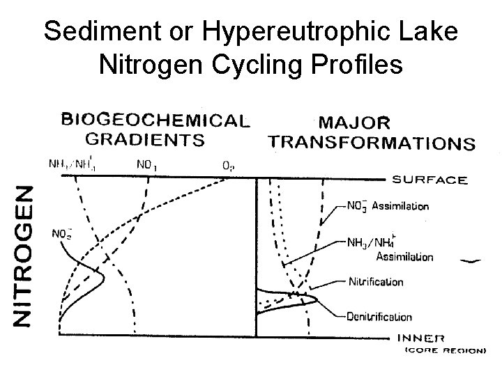 Sediment or Hypereutrophic Lake Nitrogen Cycling Profiles 