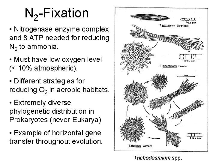 N 2 -Fixation • Nitrogenase enzyme complex and 8 ATP needed for reducing N