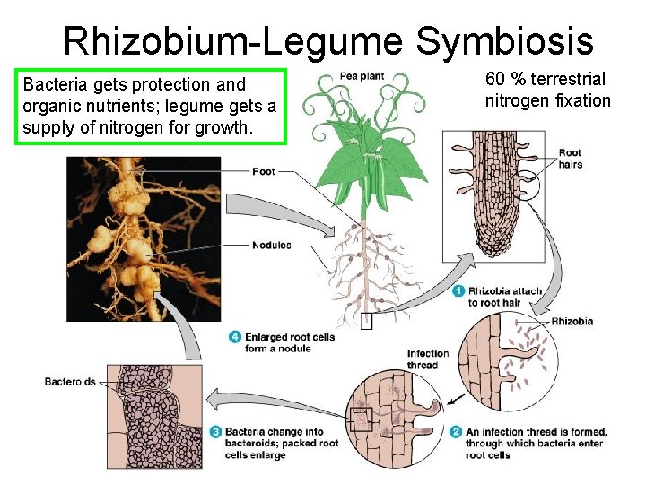 Rhizobium-Legume Symbiosis Bacteria gets protection and organic nutrients; legume gets a supply of nitrogen