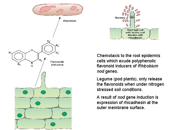 Chemotaxis to the root epidermis cells which exude polyphenolic flavonoid inducers of Rhizobium nod