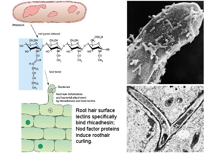 Root hair surface lectins specifically bind rhicadhesin; Nod factor proteins induce roothair curling. 