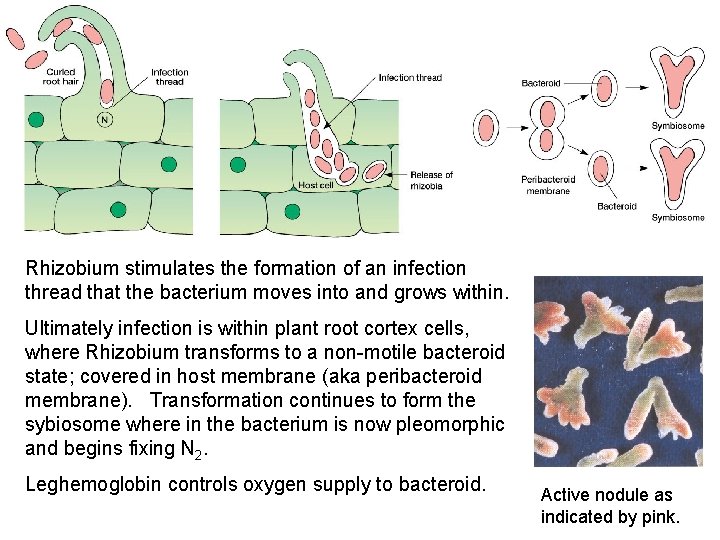 Rhizobium stimulates the formation of an infection thread that the bacterium moves into and