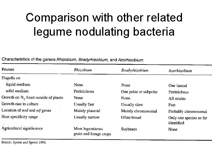 Comparison with other related legume nodulating bacteria 