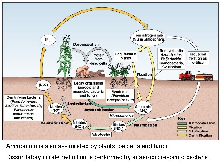 Ammonium is also assimilated by plants, bacteria and fungi! Dissimilatory nitrate reduction is performed