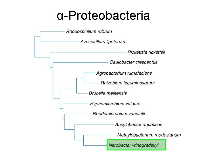 α-Proteobacteria 