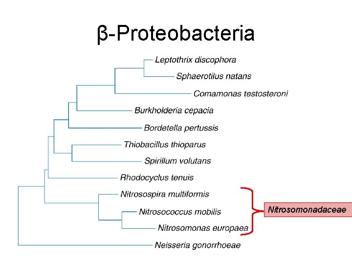 β-Proteobacteria Nitrosomonadaceae 