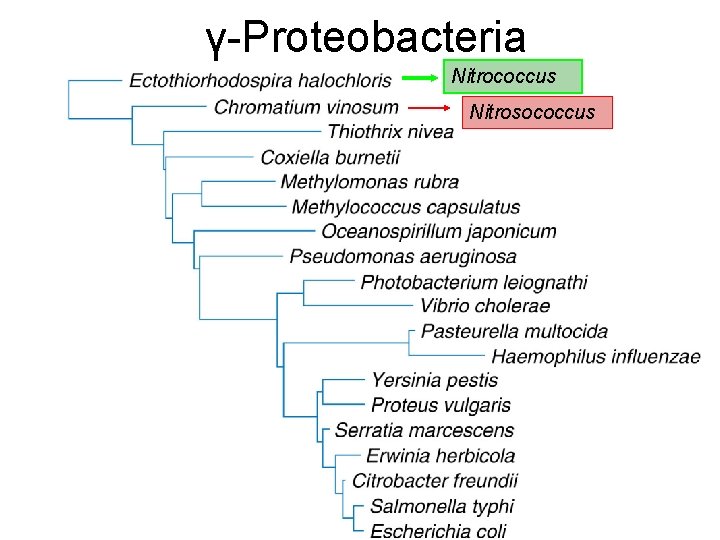 γ-Proteobacteria Nitrococcus Nitrosococcus 