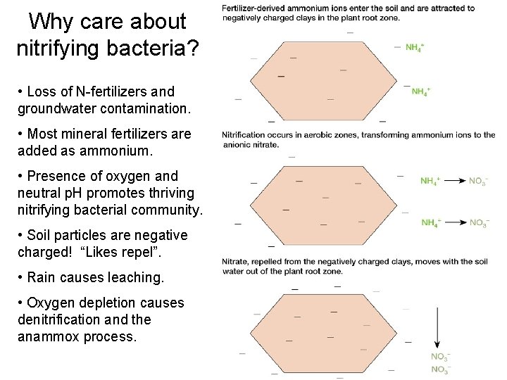 Why care about nitrifying bacteria? • Loss of N-fertilizers and groundwater contamination. • Most