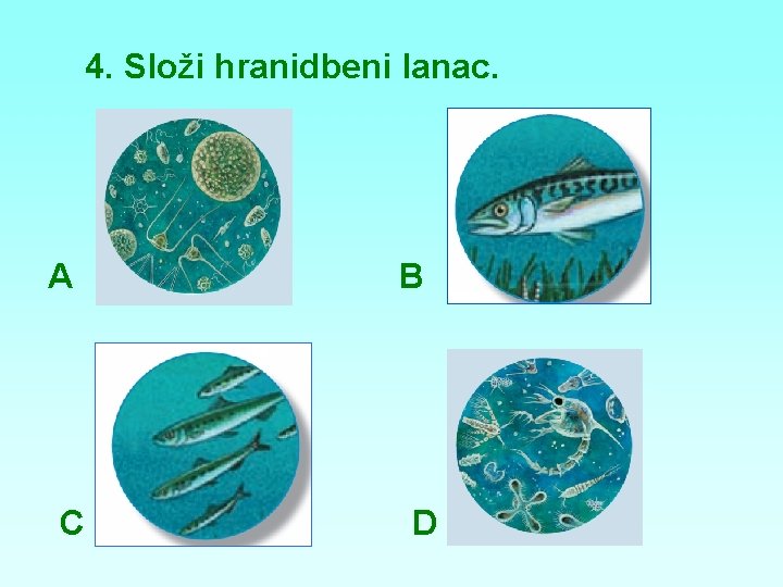 4. Složi hranidbeni lanac. A C B D 