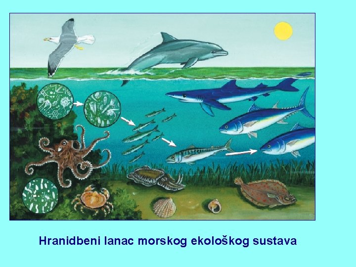 Hranidbeni lanac morskog ekološkog sustava 