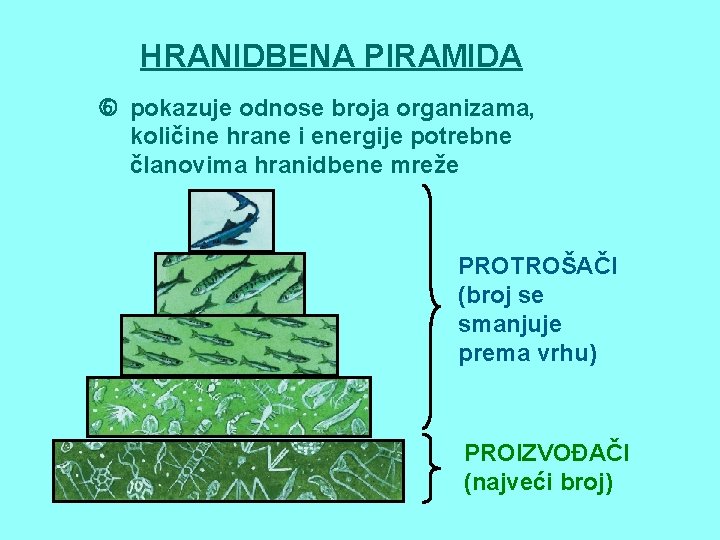 HRANIDBENA PIRAMIDA pokazuje odnose broja organizama, količine hrane i energije potrebne članovima hranidbene mreže