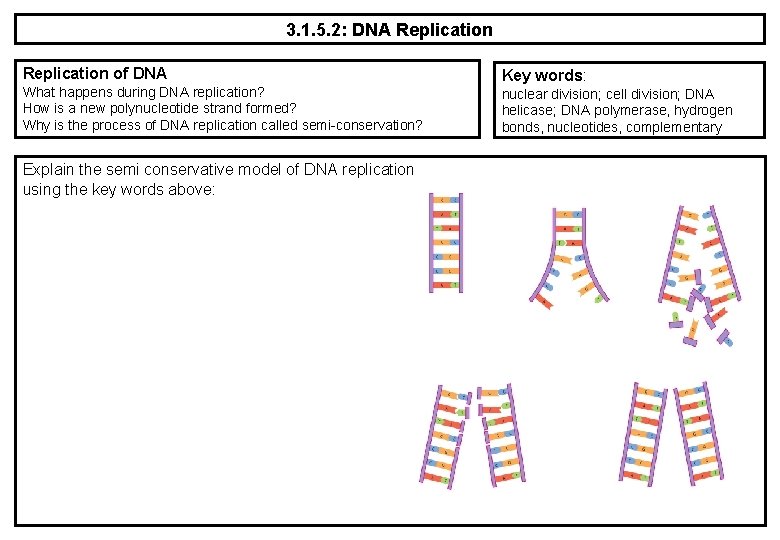 3. 1. 5. 2: DNA Replication of DNA What happens during DNA replication? How