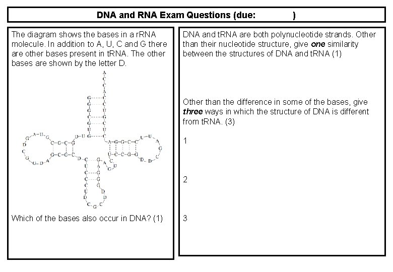 DNA and RNA Exam Questions (due: The diagram shows the bases in a r.