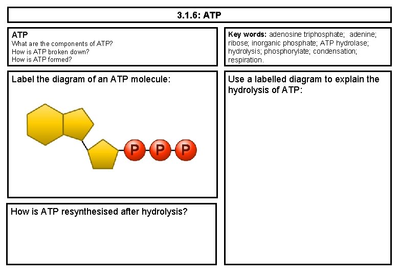 3. 1. 6: ATP What are the components of ATP? How is ATP broken