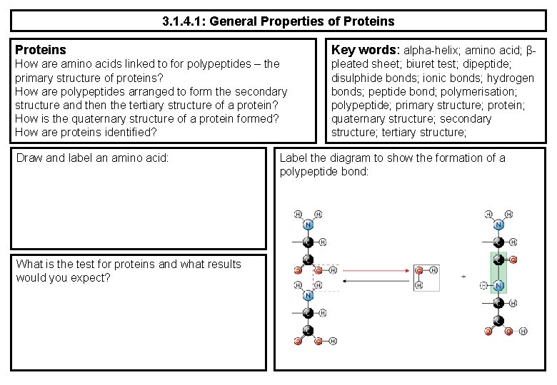 3. 1. 4. 1: General Properties of Proteins Key words: alpha-helix; amino acid; β-