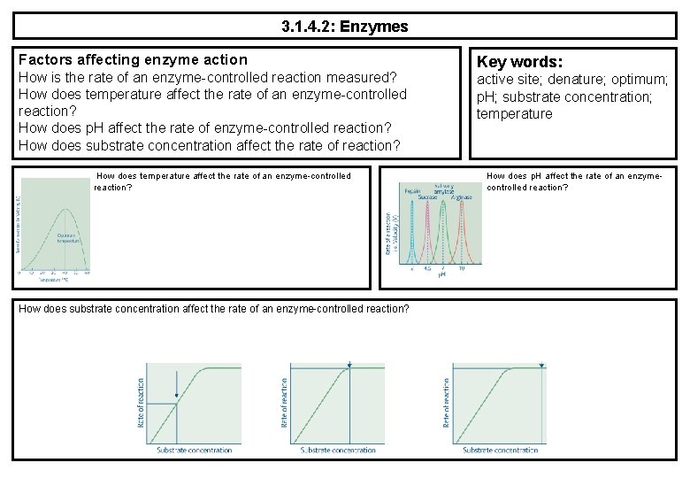 3. 1. 4. 2: Enzymes Factors affecting enzyme action How is the rate of