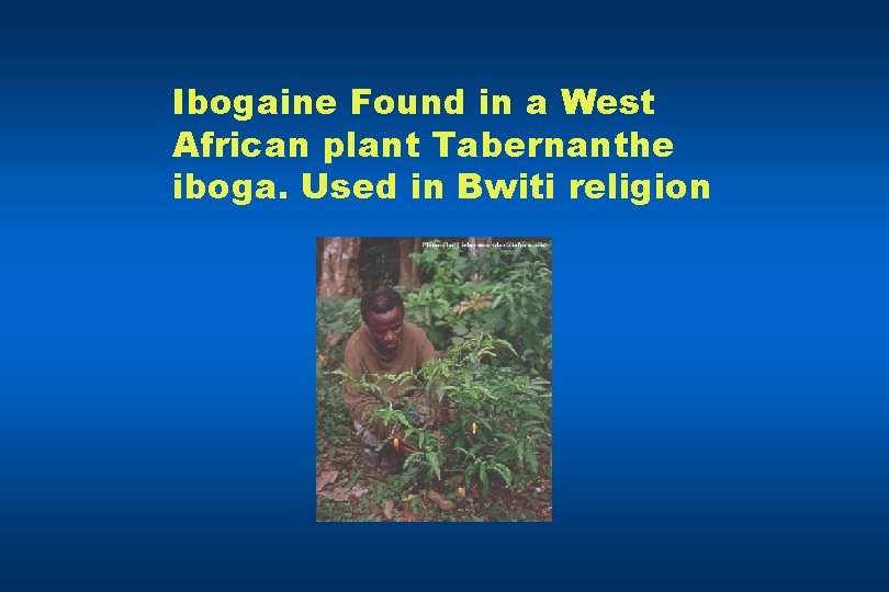 Ibogaine Found in a West African plant Tabernanthe iboga. Used in Bwiti religion 