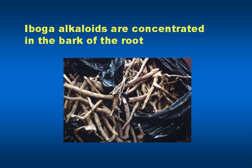 Iboga alkaloids are concentrated in the bark of the root 