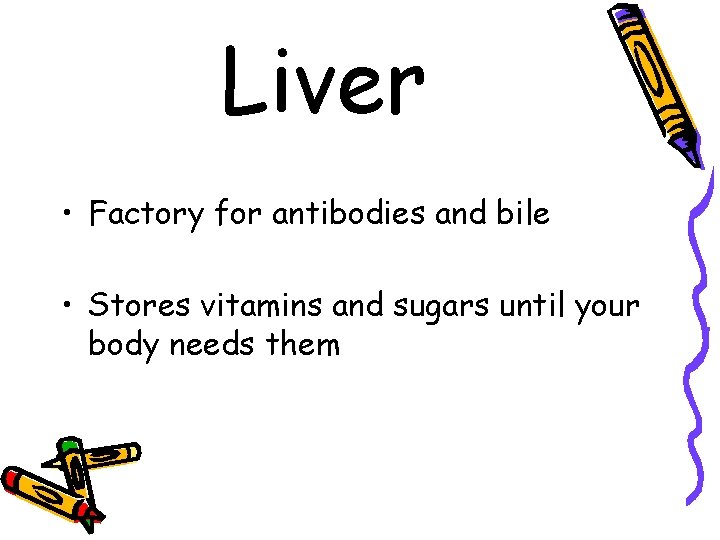 Liver • Factory for antibodies and bile • Stores vitamins and sugars until your