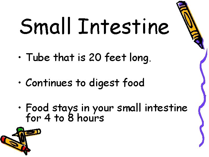 Small Intestine • Tube that is 20 feet long. • Continues to digest food