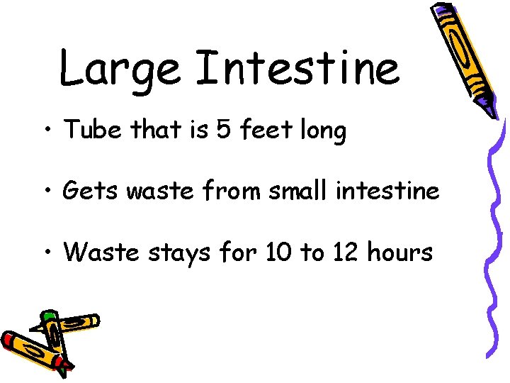 Large Intestine • Tube that is 5 feet long • Gets waste from small