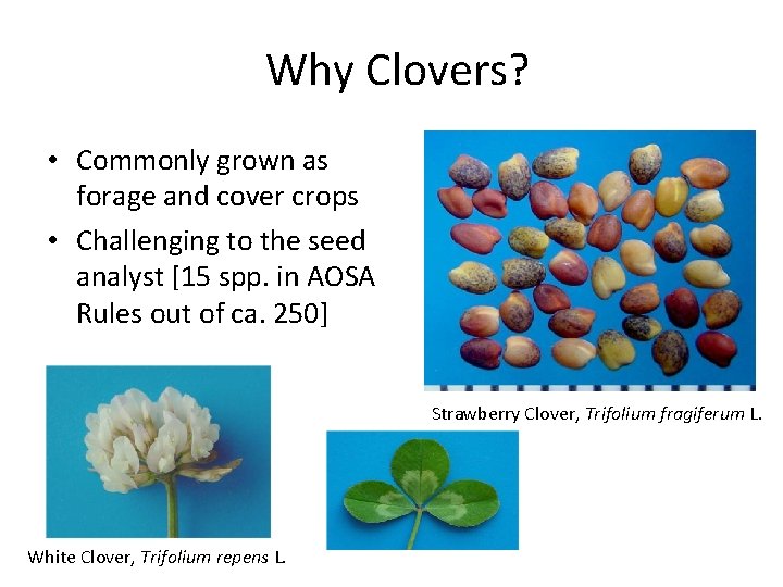 Why Clovers? • Commonly grown as forage and cover crops • Challenging to the