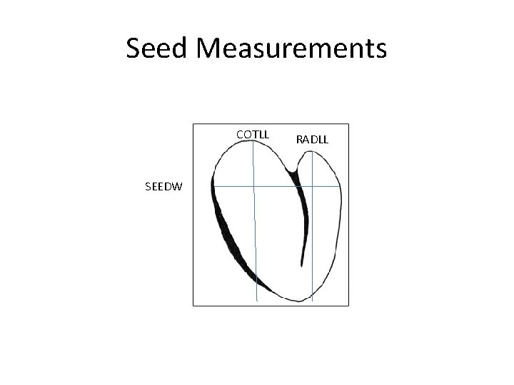 Seed Measurements COTLL SEEDW RADLL 