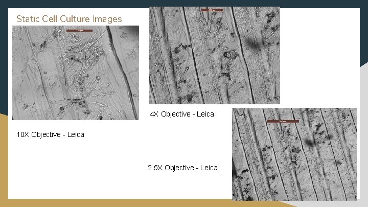 Static Cell Culture Images 4 X Objective - Leica 10 X Objective - Leica