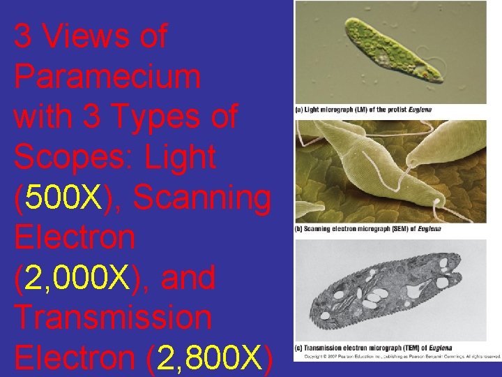 3 Views of Paramecium with 3 Types of Scopes: Light (500 X), Scanning Electron