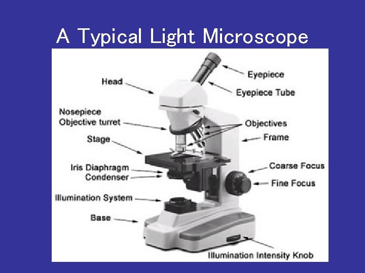 A Typical Light Microscope 